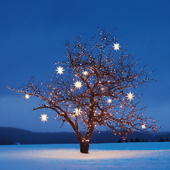 tree-light-lapse-515-d107338l.jpg