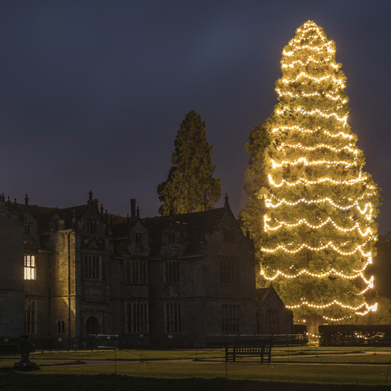 Wakehurst Christmas tree Wakehurst Christmas tree