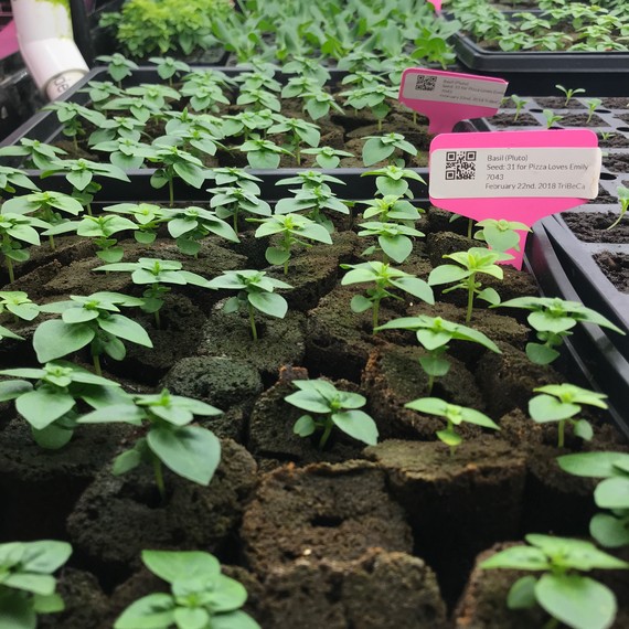 basil at Farm.One basil at Farm.One