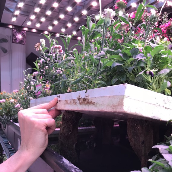 Farm.One plants Farm.One plants