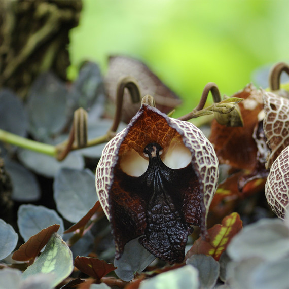 skull_plant_2_0718