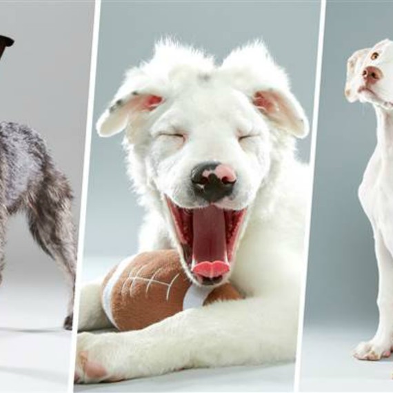 pup.jpg (skyword:394939)