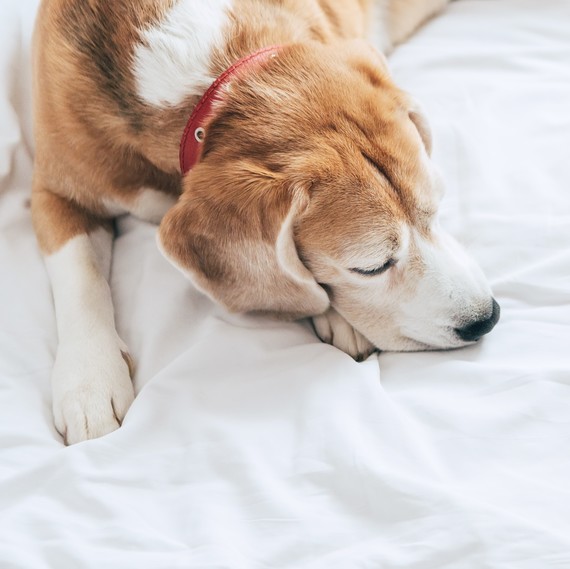 beagle asleep beagle asleep