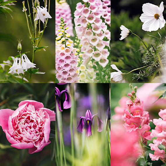 bellefield border flowers bellefield border flowers