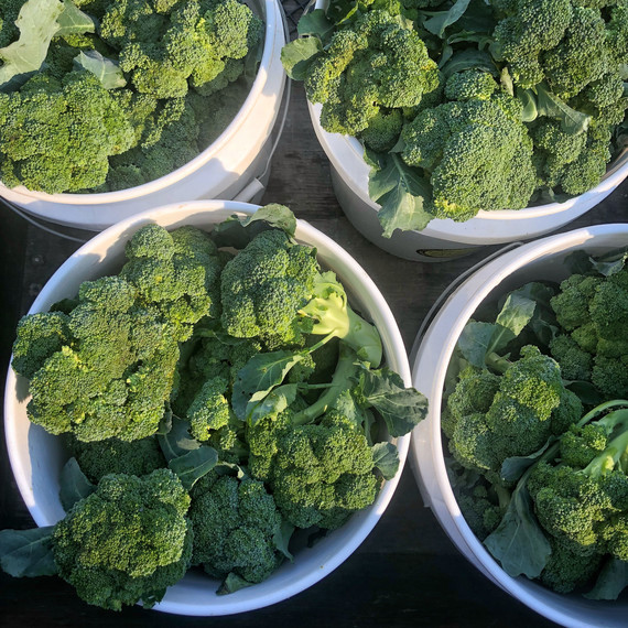 four buckets of fresh broccoli farming four buckets of fresh broccoli farming