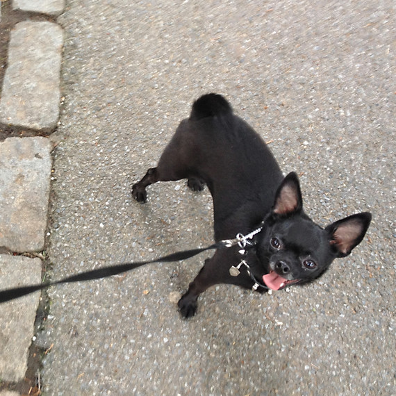 cappy-in-central-park-ms109522.jpg
