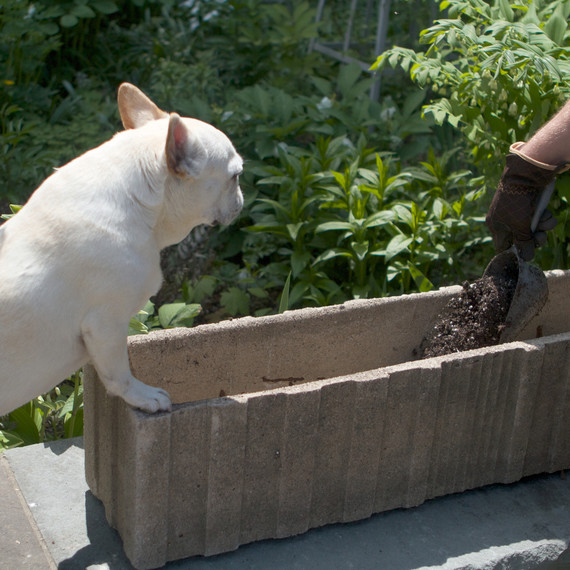 cementpotplanting-4754-fs-0614.jpg