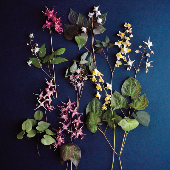 epimedium-flowers-md110227-54n.jpg