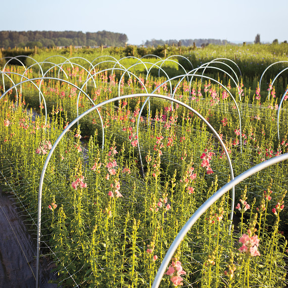 floret-flower-farm-156-d111323_vert.jpg