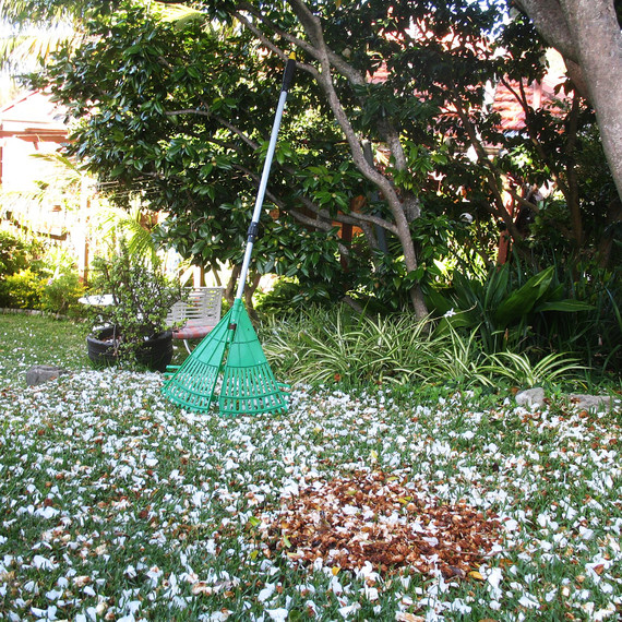 garden-fall-raking-leaves-0915.jpg (skyword:186729)