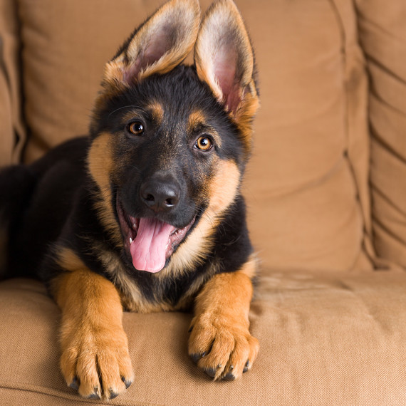 German Shepherd puppy on the couch German Shepherd puppy on the couch