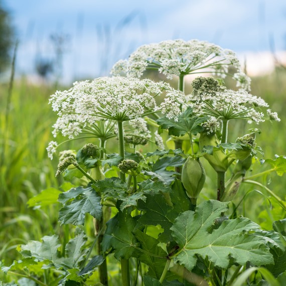 giant hogweed harmful giant hogweed harmful