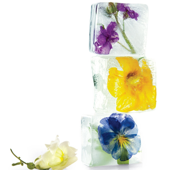icecubes-flowers-0511mld107066.jpg