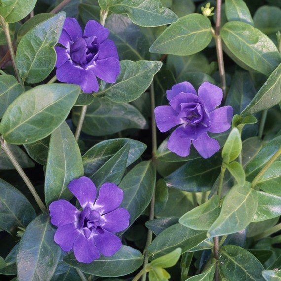 Periwinkle plant with purple flowers Periwinkle plant with purple flowers