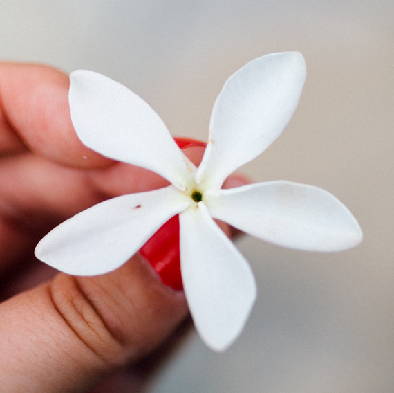 jasmine jasmine