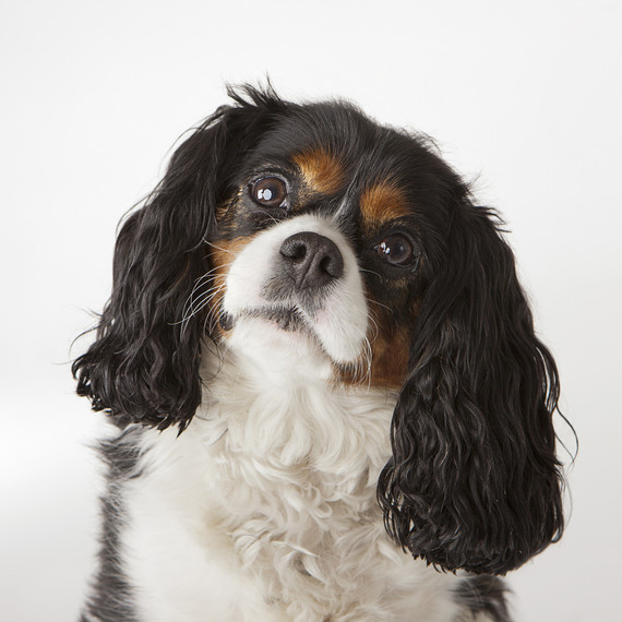 Can your dog understand you when you speak? A new study gives the answer. Can your dog understand you when you speak? A new study gives the answer.