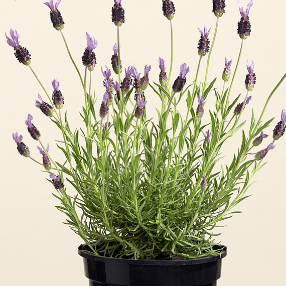 lavender lavender