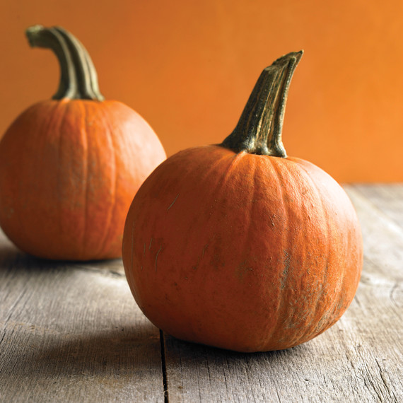 med103705_hal09_small_pumpkins.jpg