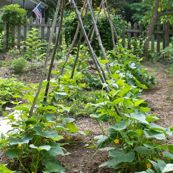 How to Make a Garden Teepee for Climbing Plants Martha Stewart