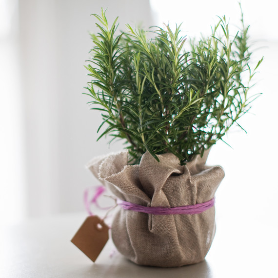 rosemary plant rosemary plant