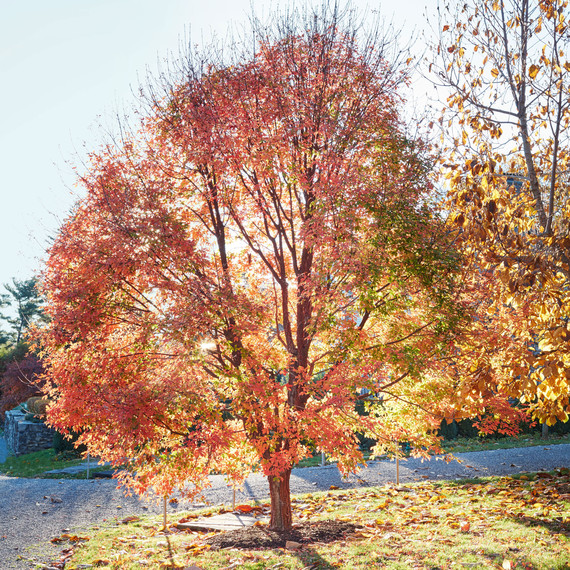 Mystery tree Mystery tree