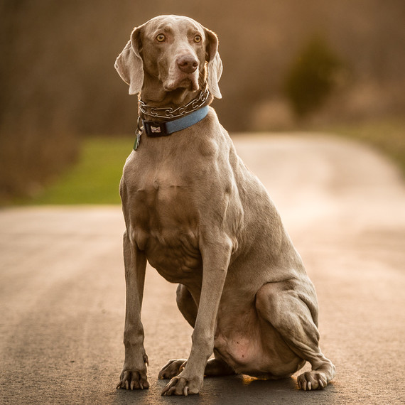 weimaraner dog sitting weimaraner dog sitting