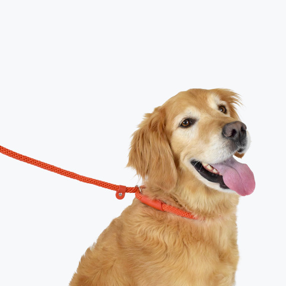 golden retriever slip lead amazon golden retriever slip lead amazon
