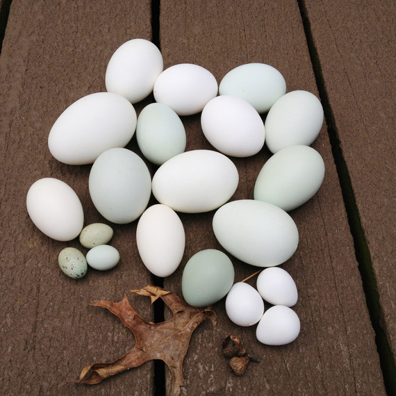 blue-eggs-nakedeggs-easter-post.jpg