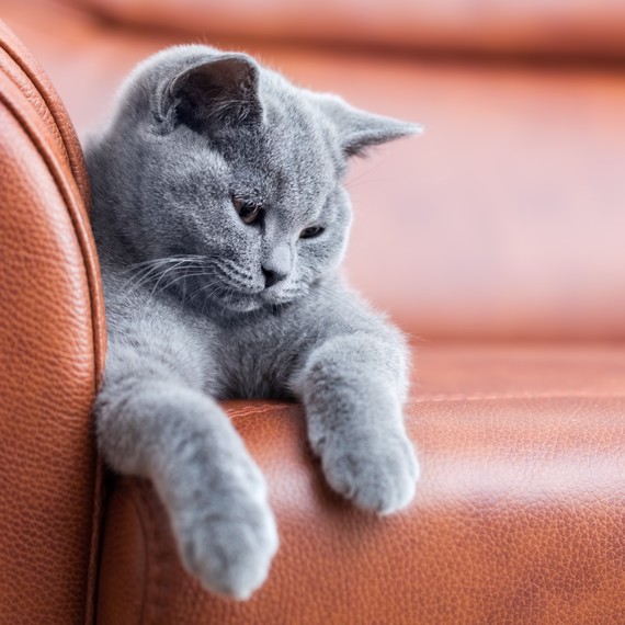 How To Stop Your Cats From Scratching The Furniture Martha Stewart