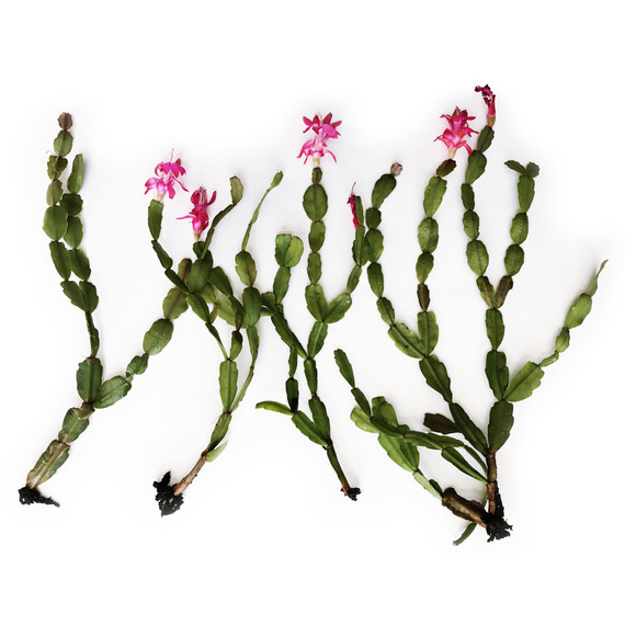 christmas cacti on white background christmas cacti on white background