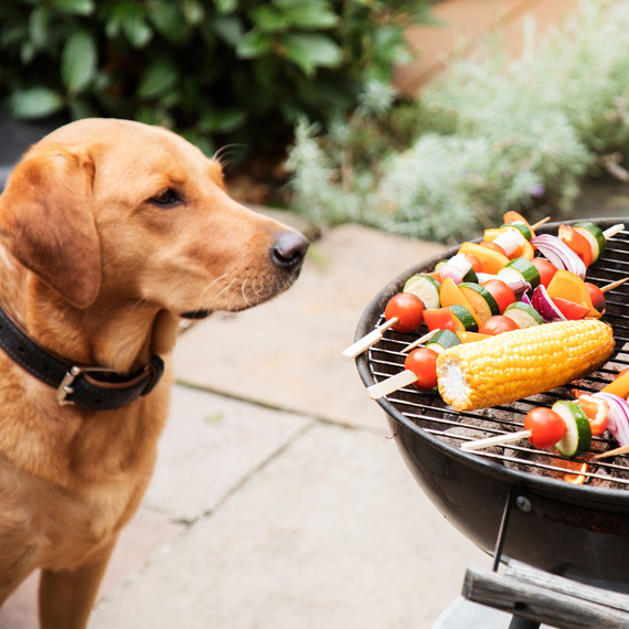 dog kebobs corn grill outdoors dog kebobs corn grill outdoors