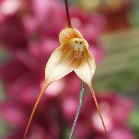 dracula-monkey-face-orchid-0718.jpg