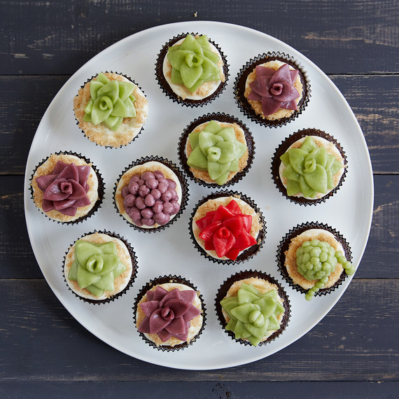 easy-candy-succulents-80517-355.jpg (skyword:432183)