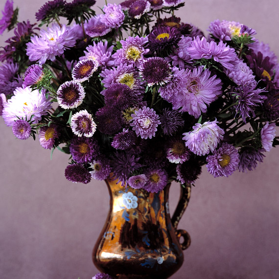 fall-flowers-asters-purple-1014.jpg