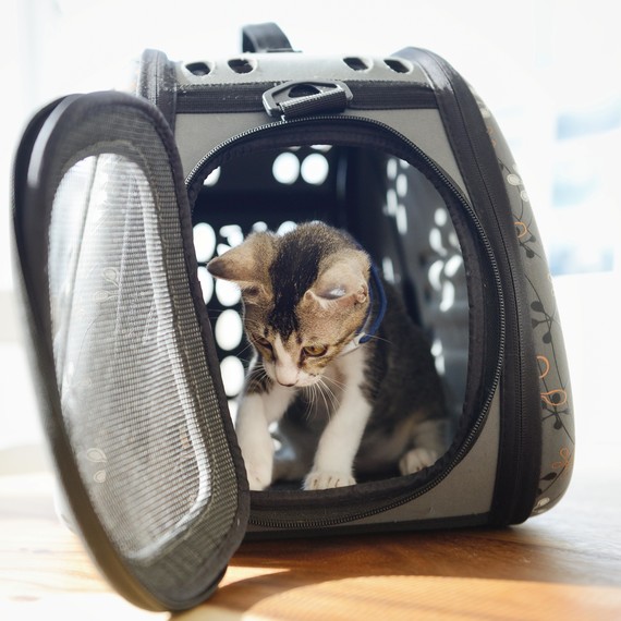 Kitten in Pet Taxi with Door Open Kitten in Pet Taxi with Door Open
