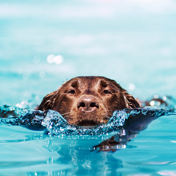 lab dog swimming pool lab dog swimming pool