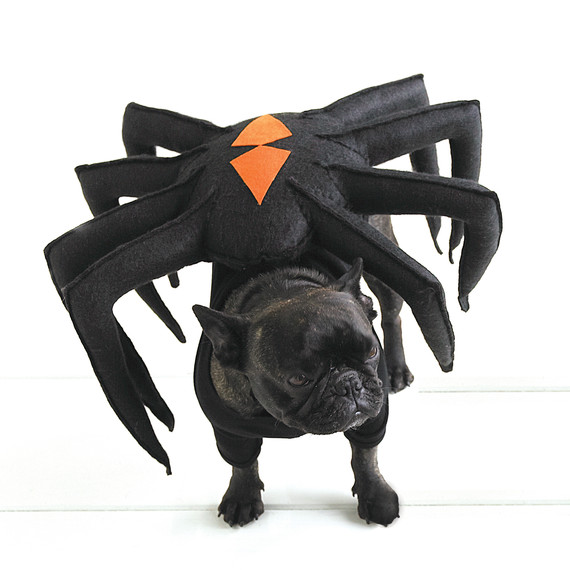 msd104948_sip_hal_09_nspiderdog.jpg