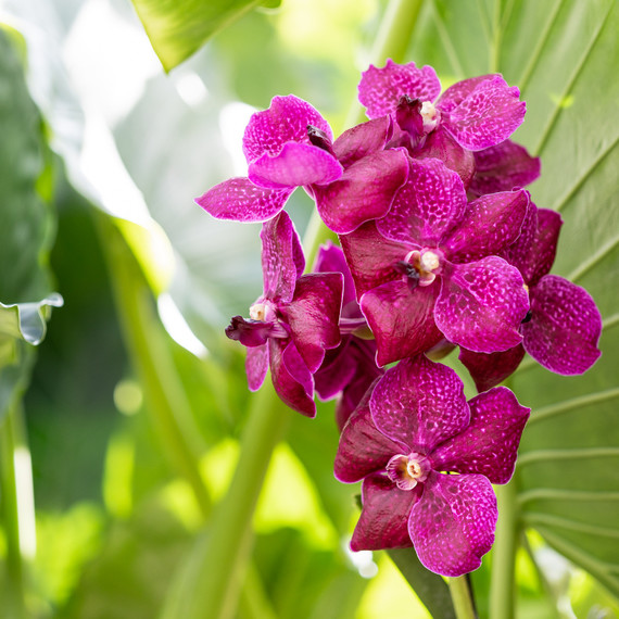 new york botanical garden awkwafina orchid new york botanical garden awkwafina orchid
