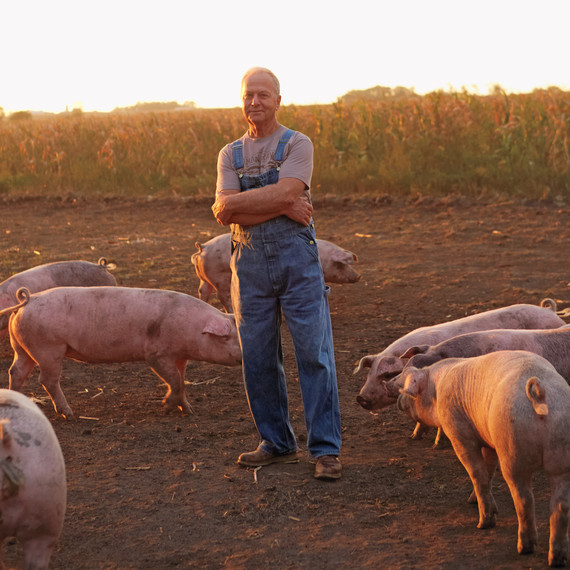 pig-farm-iowa-06a6074-mld109360.jpg