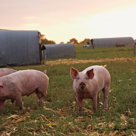 pig-farm-iowa-06a6099-mld109360.jpg