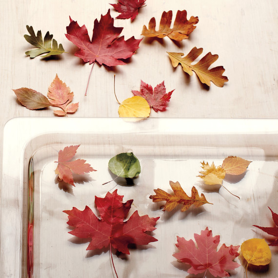 preserving-leaves-058-mld110409.jpg