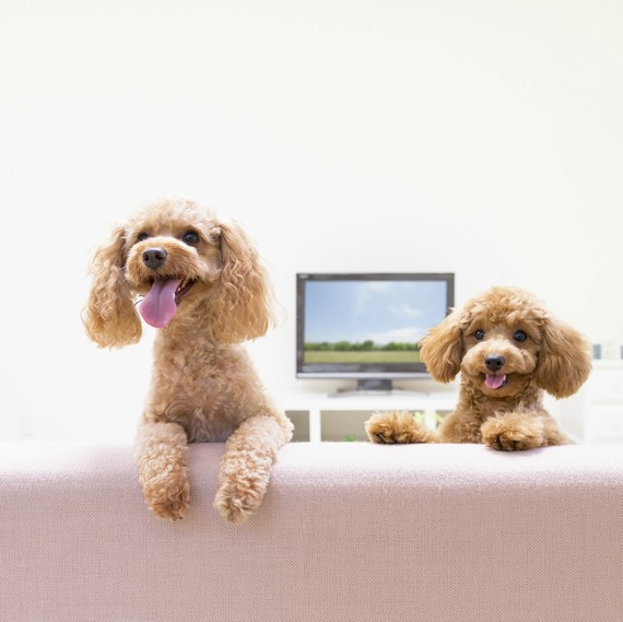 toy poodles watching television toy poodles watching television