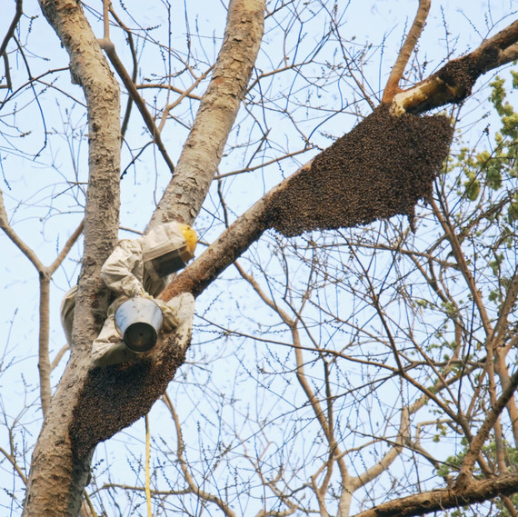 beekeeper-climbing-tree beekeeper-climbing-tree