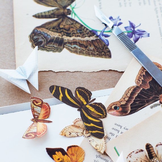 butterfly-details-1-lova-blavarg.jpg