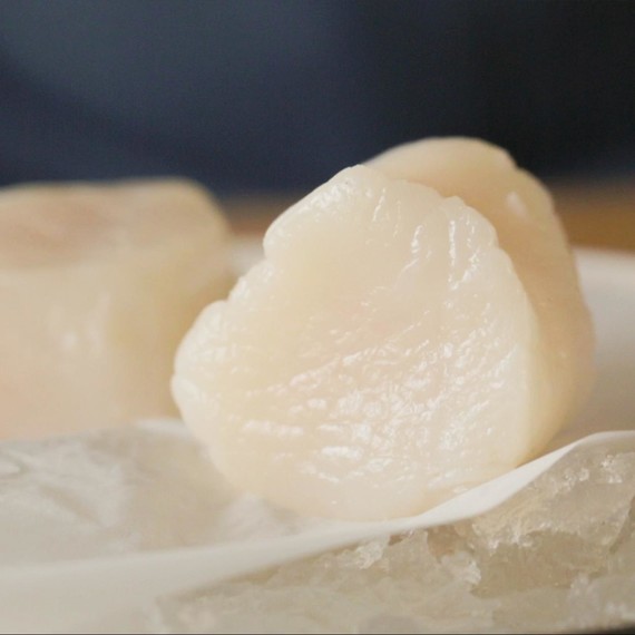 Fresh raw scallops