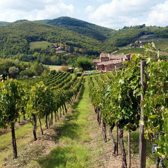 chianti-vineyards-landscape-0616.jpg (skyword:288094)