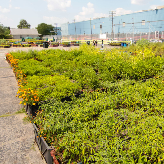 detroit-dirt-gm-urban-gardens-05.jpg