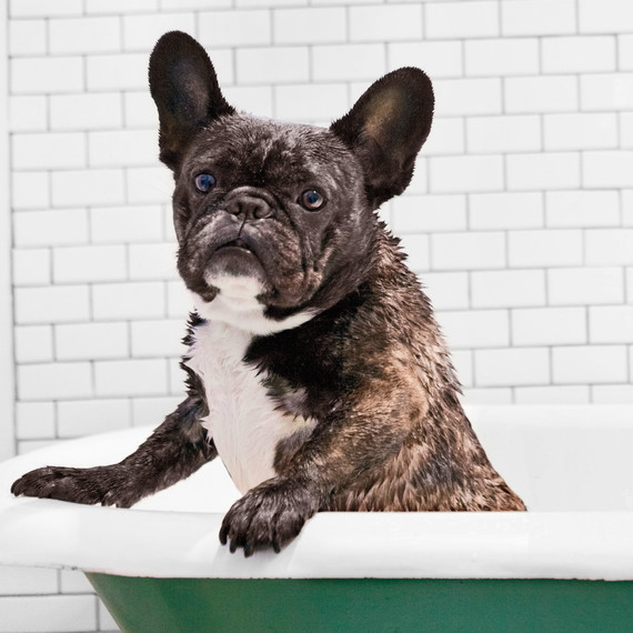 dog-bath-french-bulldog-ms110983.jpg