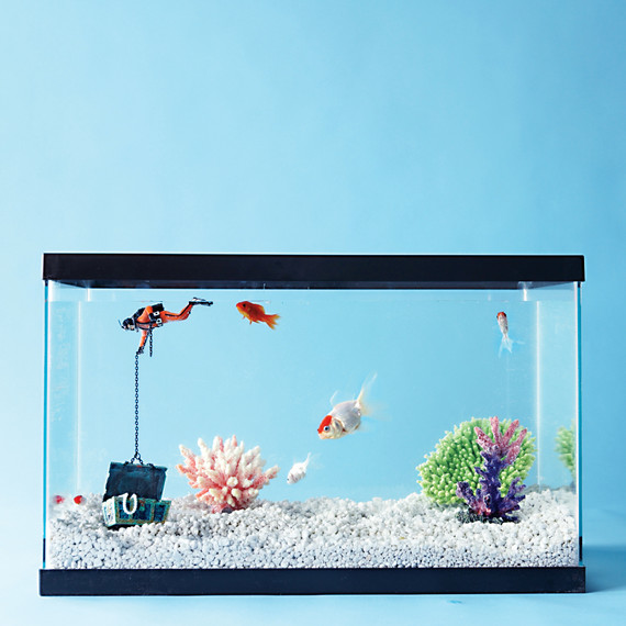 fish-tank-setup-93222854-s111765.jpg