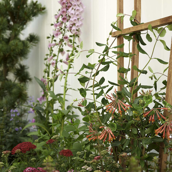 gardendesign-after-foxglove-0616.jpg (skyword:296446)